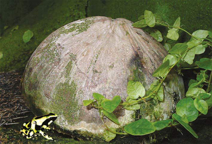 Guarida cáscara de coco Natural, con su fibra vegetal