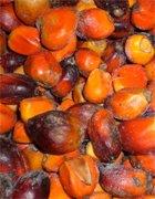 vogeljungle Nueces de Palma 1 kg 
